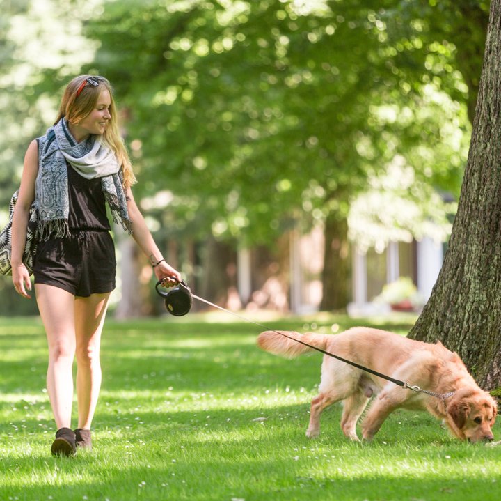 dog-sitting